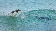 Gentoo Penguin