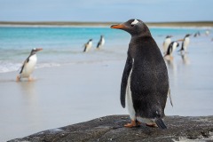 Gentoo Penguin