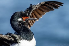 Rock Cormorant