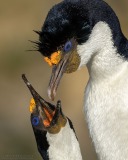 Imperial Cormorants