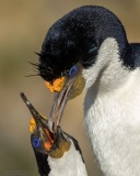 Imperial Cormorants