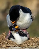 Imperial Cormorants