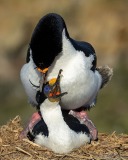 Imperial Cormorants