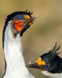 Imperial Cormorants