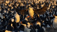 Imperial Cormorants