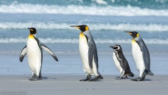 King Penguins with Magellanic Penguin