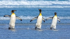 King Penguins