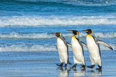 King Penguins