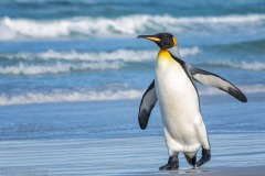 King Penguin