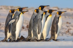 King Penguins