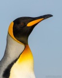 King Penguin