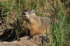 Groundhog