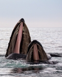 Humpback Whale