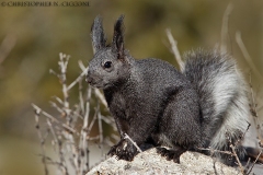 Abert's Squirrel