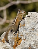 Colorado Chipmonk