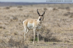 Pronghorn