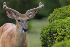 White-tailed Deer