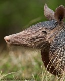 Nine-banded Armadillo