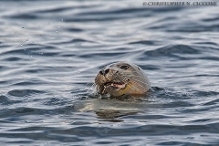 Harbor Seal