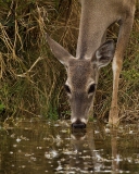 Mule Deer