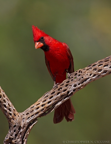 Northern Cardinal