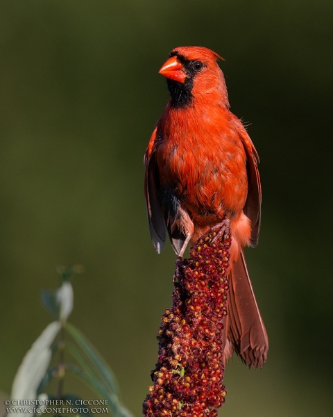 Northern Cardinal