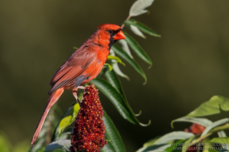 Northern Cardinal