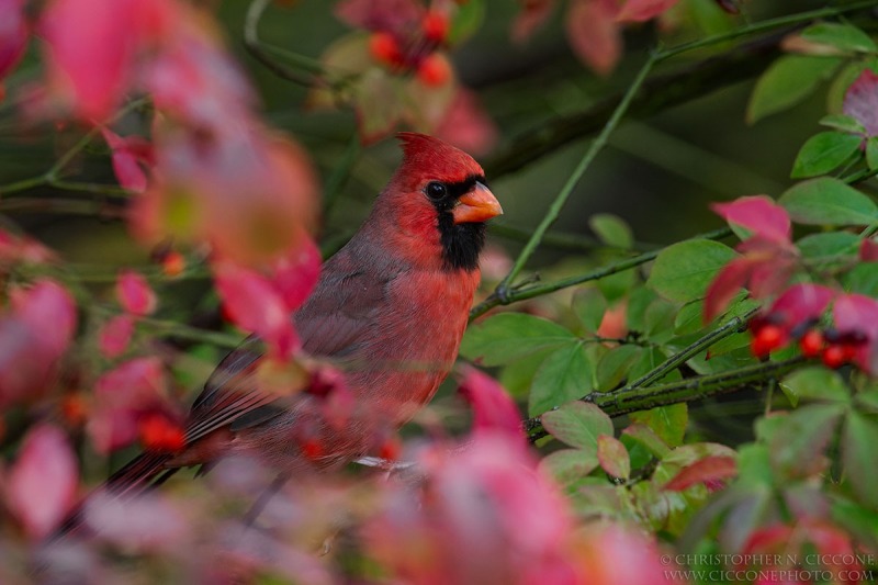 Northern Cardinal