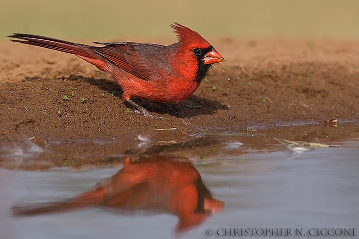 Northern Cardinal