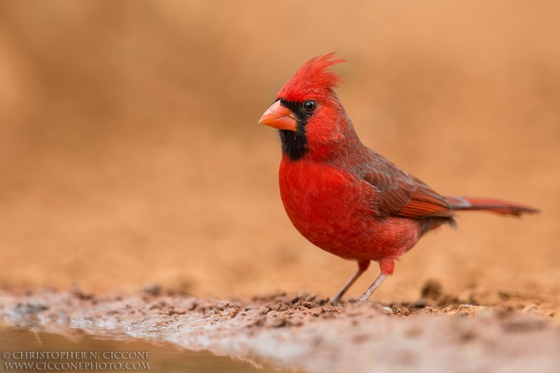 Northern Cardinal