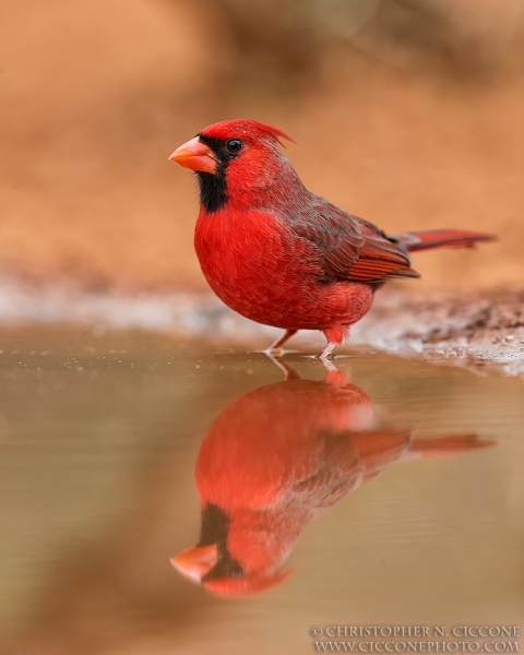 Northern Cardinal