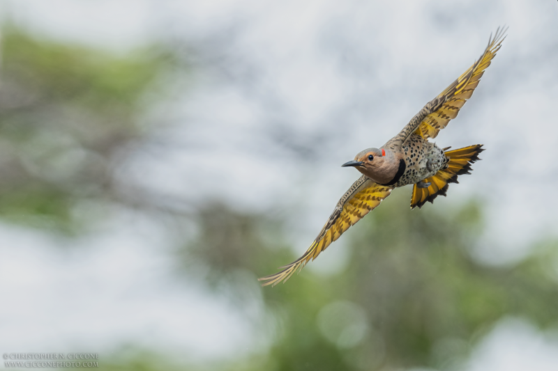 Northern Flicker