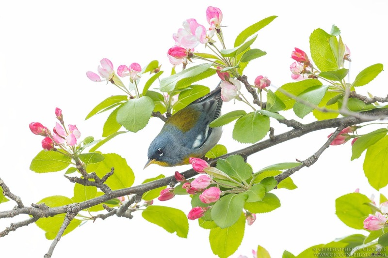 Northern Parula