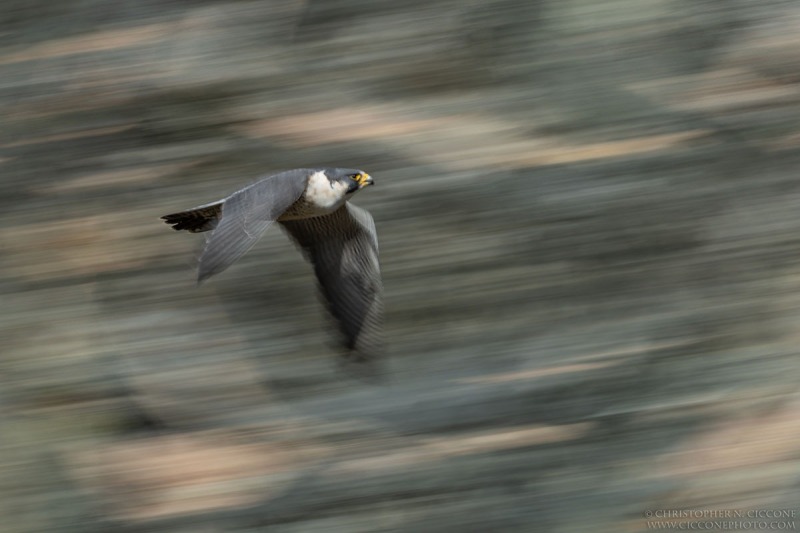 Peregrine Falcon