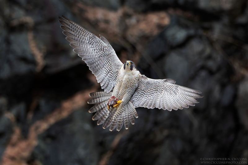 Peregrine Falcon