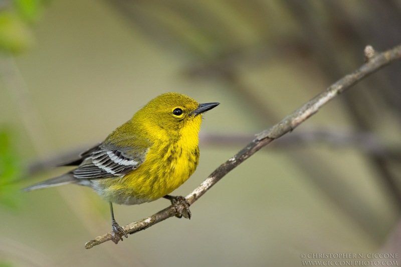 Pine Warbler