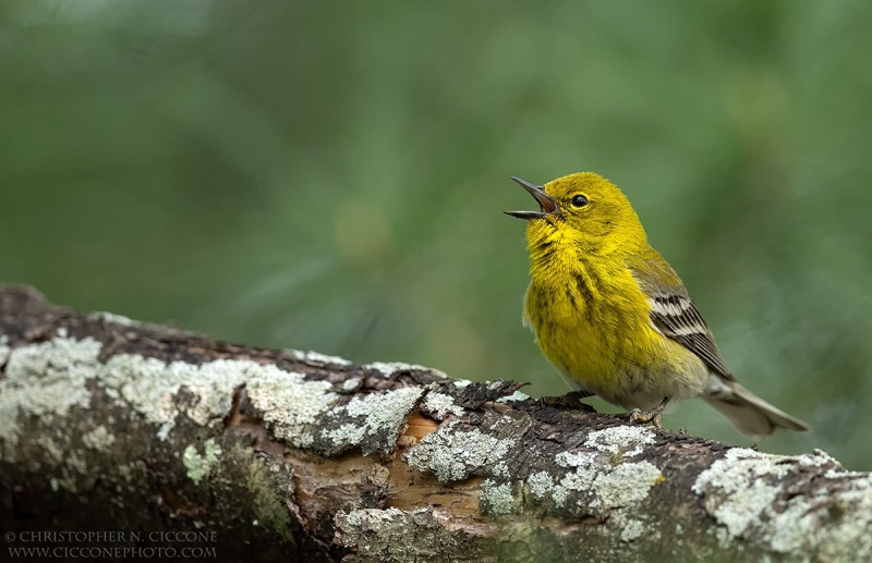 Pine Warbler