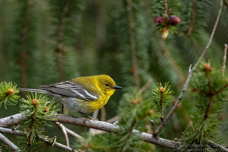 Pine Warbler