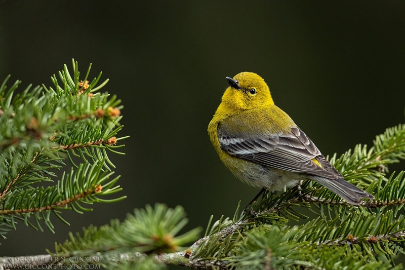 Pine Warbler