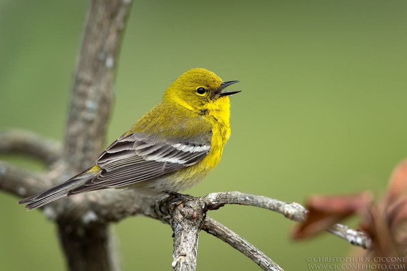 Pine Warbler