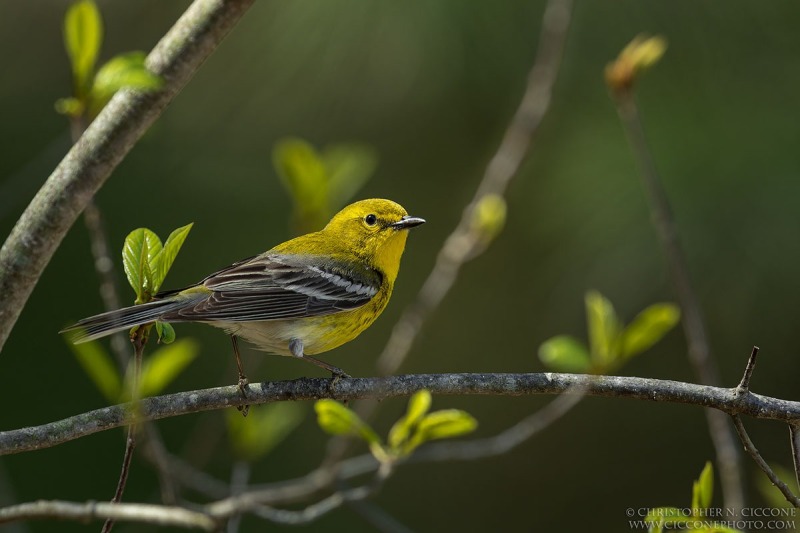 Pine Warbler