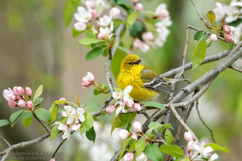 Pine Warbler