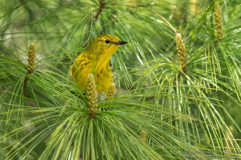 Pine Warbler