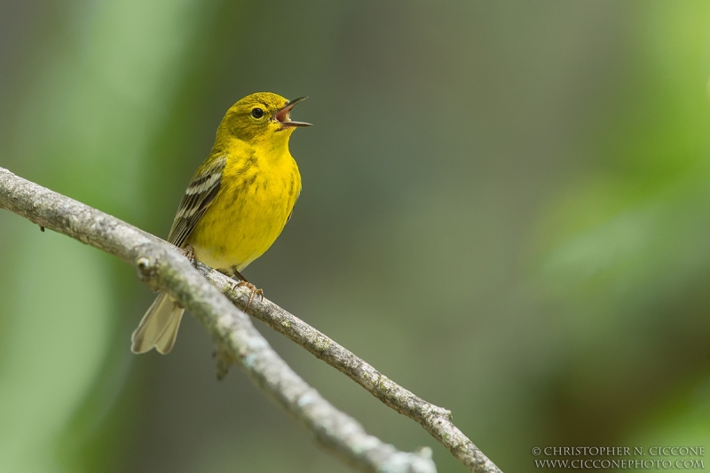 Pine Warbler