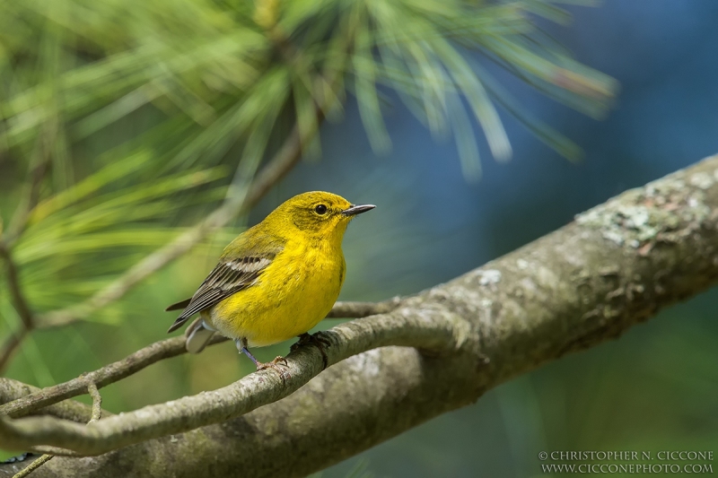 Pine Warbler