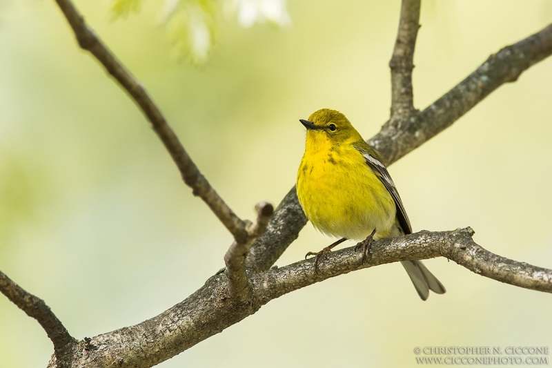 Pine Warbler