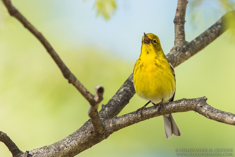 Pine Warbler