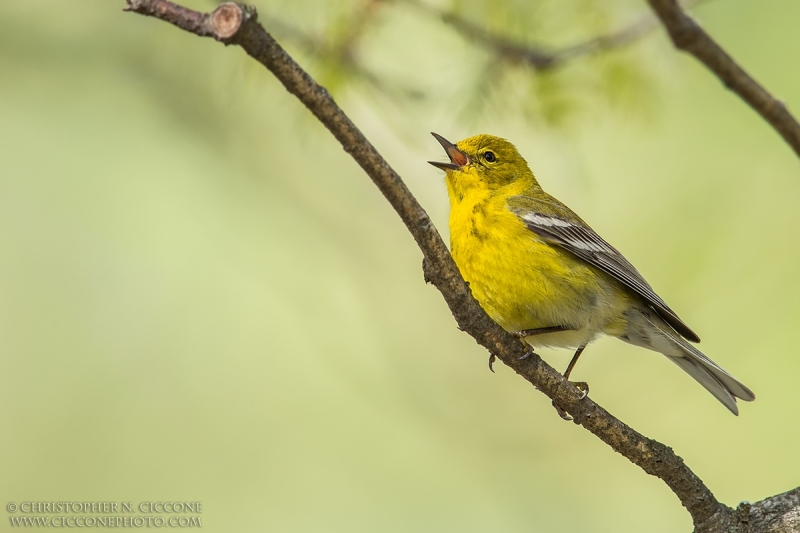 Pine Warbler