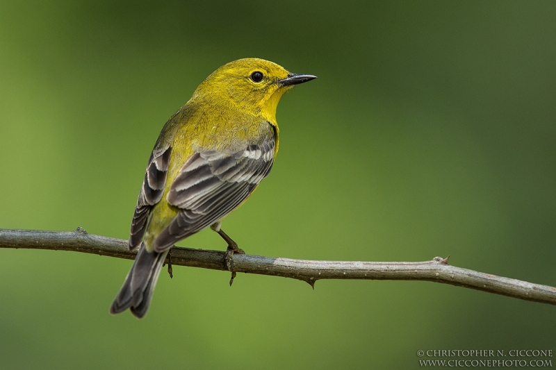 Pine Warbler