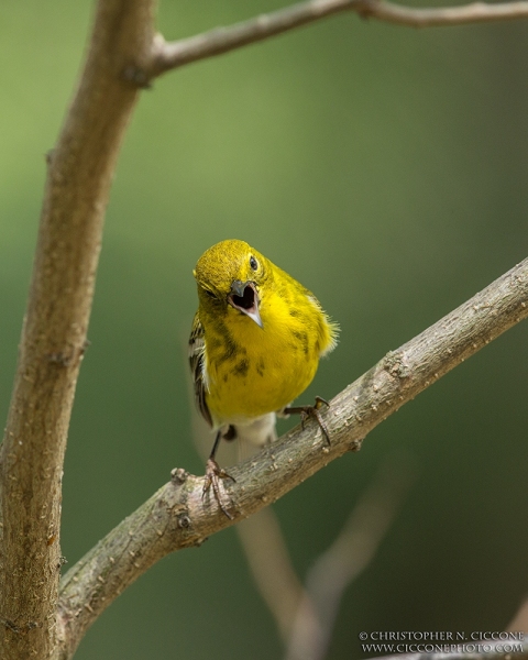 Pine Warbler